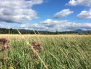 Wetland Restoration