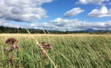 Wetland Restoration