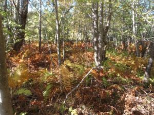 Vermont Environmental study